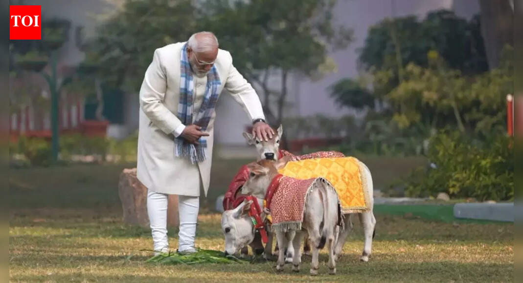 Photo: Screengrab NEW DELHI: Prime Minister Narendra Modi fed fodder to his cows at Lok Kalyan Marg (LKM) residence on the occasion of Makar Sankranti, which marks the harvest festival of Hindus. In the 39-second clip, PM Modi was seen standing outdoors on a lawn, offering feed to the cows, which were adorned with decorative cloths, keeping with traditional festival practices. PM Modi on Wednesday extended greetings to the nation on the occasion of Makar Sankranti, a harvest festival observed across India in accordance with regional traditions.The festival marks the Sun’s transition into the zodiac sign of Capricorn (Makar) and is celebrated as a mid-winter harvest festival.”This sacred occasion of Sankranti is celebrated in various parts of the country according to local customs and traditions. I pray to Lord Surya for everyone’s happiness, prosperity, and excellent health,” PM Modi said through a post on X.PM Modi also attended Pongal celebrations in the national capital on Wednesday, hailing it as a global festival representing one of the oldest civilisations in the world.Modi’s presence at the celebrations at the residence of Union Minister L Murugan here, with leading lights of the Tamil society, including the cast of the recently released film Parasakthi, was seen as an outreach to the southern state where assembly elections are due in the next few months.Addressing the gathering, Modi said this festival celebrates the hard work of the farmers and expresses gratitude to the land and the Sun.He said Pongal, which sends out the message of maintaining harmonious balance with nature, has emerged as a global festival, cherished by Tamilians world over.”The festival of Pongal reminds us that gratitude should go beyond mere words and become an integral part of our daily lives. When the Earth provides us with so much, it is our responsibility to cherish and protect it,” PM Modi said at the celebrations that had Union ministers, bureaucrats, and people from a cross-section of society in attendance.About the AuthorTOI News DeskThe TOI News Desk comprises a dedicated and tireless team of journalists who operate around the clock to deliver the most current and comprehensive news and updates to the readers of The Times of India worldwide. With an unwavering commitment to excellence in journalism, our team is at the forefront of gathering, verifying, and presenting breaking news, in-depth analysis, and insightful reports on a wide range of topics. The TOI News Desk is your trusted source for staying informed and connected to the ever-evolving global landscape, ensuring that our readers are equipped with the latest developments that matter most.”Read MoreEnd of ArticleFollow Us On Social MediaVideosJamiat Chief Madani Slams Congress For ‘Flexible Policy On Hate Politics’; BJP, VHP ReactACMA President Says Auto Parts Industry May Face Slowdown In Second Half, Pins Hopes On Trade DealsJaishankar Holds Talks With Iran FM Araghchi as Middle East Tensions Escalate“At 75% Tariff, Partnership Loses Meaning,” Tharoor After Jaishankar–Rubio TalksLeT Commander’s Jihad Call Mirrors Pak Army Rhetoric As Terror And State Lines Blur On KashmirCalcutta HC Hears ED and TMC Petitions Over I-PAC Raids, ED Moves Supreme CourtSix Sarpanches Booked in Kamareddy for Mass Killing of Stray Dogs Ahead of ElectionsHistoric moment! INSV Kaundinya Honoured With Water Salute After Oman SailWhy Union Budget 2026 Could Redefine Indian Sports Ahead Of 2030 Commonwealth Games, 2036 OlympicsWhy India Is Doubling Down On Rafale Jets With ₹3.25 Lakh Crore Deal Despite US And Russian Offers123PhotostoriesNot everything is colourful: 5 animals that are colour blindWhat to do when you already know that your child is lying to youInside Mark Zuckerberg’s insane watch collectionHow to build a reading routine that kids will stick toWinter Special: How to make classic Carrot Cake in a kadhai5 safari gates in north Indian national parks with the highest chances of tiger sightingsWest Bengal 2021: Who triumphed and who fell in last assembly polls — Mamata, Suvendu and othersChef Sanjeev Kapoor shares Makar Sankranti snack recipes that offer joy in every biteINSV Kaundinya: Navy’s engineless ship on maiden voyage reaches Muscat; tracks ancient trade routeHow to make Bihari-style Sattu Paratha for dinner at home123Hot PicksIran protestsBudget 2026Gold rate todayBank holiday today10-minute deliveryPublic holidays January 2026Bank Holidays JanuaryTop TrendingFortnite Update V39 39 Release DateNHL Trade RumorsCleveland Cavaliers vs Philadelphia 76ersToronto Raptors vs Indiana PacersPhil Taylor Net WorthIShowSpeed Net WorthJoel EmbiidDonovan MitchellTravis KelceKyrie Irving Net Worth
