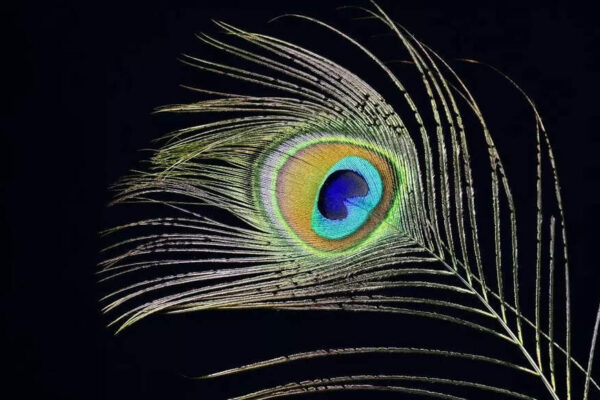 These birth dates should keep Peacock feather with them