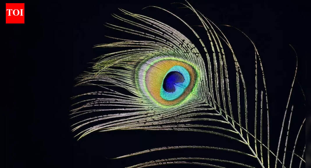 These birth dates should keep Peacock feather with them