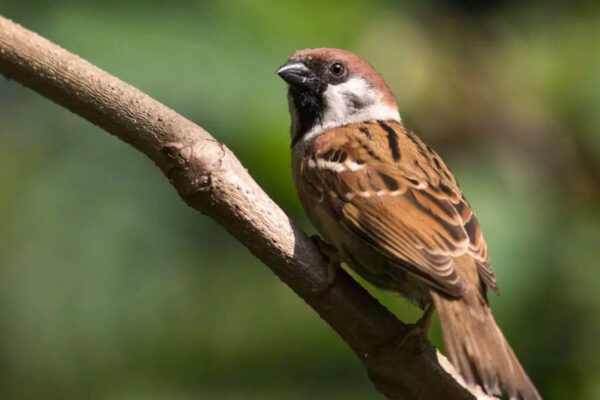 What house sparrows can teach us about evolution, survival, and a changing planet