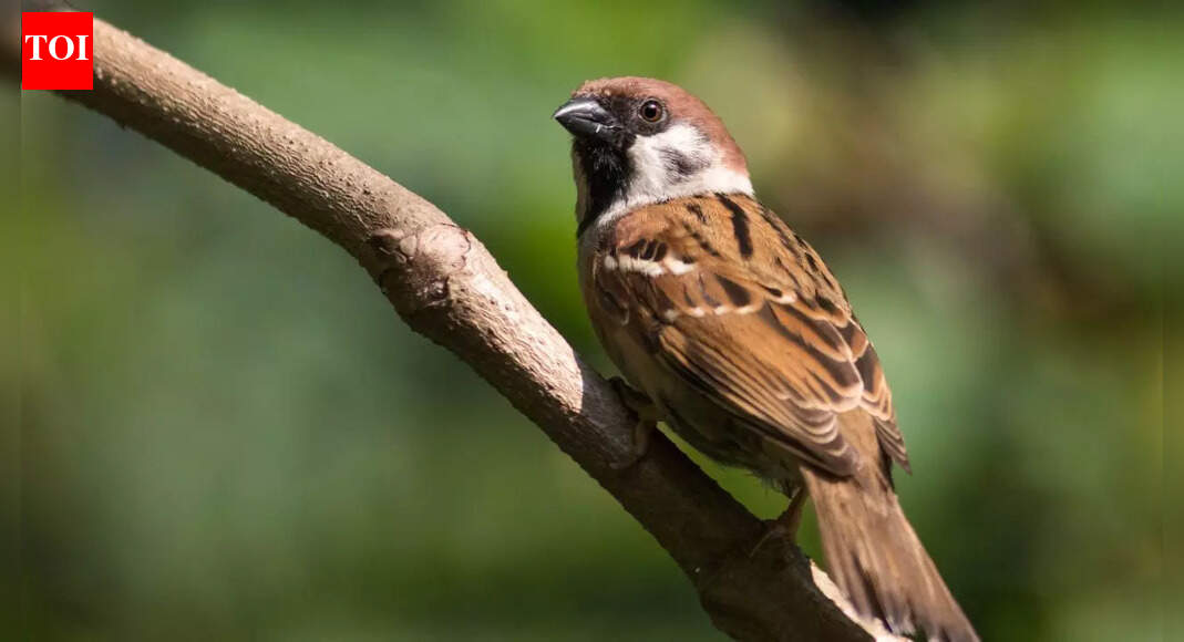 What house sparrows can teach us about evolution, survival, and a changing planet