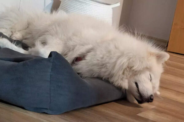 Why dogs prefer sleeping near doors instead of their beds and what it reveals about their instincts |