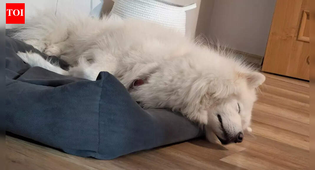 Why dogs prefer sleeping near doors instead of their beds and what it reveals about their instincts |