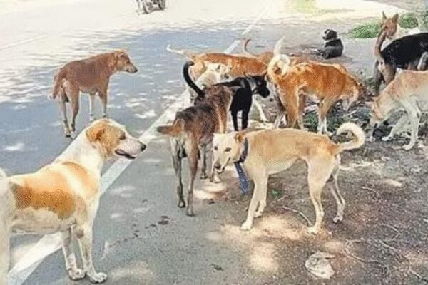 Image: IANS  A coalition of multisectoral experts from a range of global institutions has lent its weight to petitioners in the stray dog case being heard in Supreme Court. The coalition warned that authorities’ proposals to remove and mass-shelter India’s free-living community dogs could undermine public health, go beyond the law, destabilise urban ecosystems and impose enormous fiscal costs, without delivering greater public safety. The cautionary note draws on experience of veterans in public health, behavioural science, veterinary medicine and law. Signatories include Chinny Krishna who pioneered India’s Animal Birth Control programme, evolutionary biologist Lee Dugatkin (University of Louisville, US), Anindita Bhadra of IISER Kolkata, public health expert Leena Menghaney, Pushpinder Singh Khera of AIIMS Jodhpur, and Julie Corfmat of Mission Rabies among a host of others. Organisations include International Companion Animal Network (ICAN), Pet Dog Trainers of Europe (PDTE), International Institute for Canine Ethics (IICE) and Bangalore Hundeskole Academy for Research and Canine Studies (BHARCS). Highlights of their analysis:Free-living dogs form stable social groups when food sources, sterilisation, and vaccination coverage remain consistent. Large-scale removal disrupts these systems, creating territorial vacuums that are rapidly filled by other dogs — often unvaccinated and unsterilised — an effect associated with increased dog-bite incidents and heightened disease risk.Mass removal undermines rabies control by dismantling herd immunity. India’s existing Catch-Neuter-Vaccinate-Release (CNVR) framework, when implemented consistently, targets the internationally recognised threshold of vaccinating at least 70% of dogs in a given area. Data show steep declines in human rabies deaths and dog-bite incidence in areas with sustained sterilisation and vaccination programmes. Abandoning this approach risks reversing hard-earned gains achieved over past two decades. Mass sheltering, experts argue, compounds the risks. High-density animal housing is globally classified as a biohazard activity, requiring stringent quarantine, disease surveillance, and worker-safety protocols.  Supreme Court Directs Dogs Be Shifted From Schools, Bus Stands To Shelters; Petitioner Breaks Down Dugatkin noted claims justifying removal often rest on myths rather than biology. “These dogs have coexisted with humans in India for millennia. Disrupting stable populations based on fear or misinformation ignores everything we know about animal behaviour and disease ecology,” he said.Anthrozoologist Sindhoor Pangal said the debate had become detached from evidence. “Replacing proven, low-cost public-health systems with a mass-detention model is not just unscientific — it actively increases risk while draining resources that should be strengthening vaccination and disease prevention,” she said. Position statements from IICE highlight that large shelters frequently experience overcrowding, stress-induced immunosuppression, and rapid disease transmission, particularly where enforcement capacity is limited.Free-living dogs play a role in urban ecosystems by scavenging waste and limiting proliferation of rats and other scavengers that can’t be vaccinated or monitored. Sudden dog removal can lead to rodent population explosions linked to diseases such as leptospirosis and plague.Legal experts point out that mass relocation directly contradicts the Animal Birth Control (Dog) Rules, 2023, which mandate sterilisation, vaccination, and return to the original territory. Large-scale confinement also raises constitutional and labour-safety concerns, given occupational hazards associated with mass animal housing.End of ArticleFollow Us On Social MediaVideosNew Army Video Highlights Operation Sindoor Strikes On Terror Camps And AirbasesBJP MP Sudhanshu Trivedi Warns Against Left Ideologies, Launches Tarun Vijay’S Book Mantra-ViplavFrom Denial To Confession: Lashkar Commander Confirms Op Sindoor Hit, Lays Bare Pak Terror StateIndia-EU FTA Gets A Date As Ursula Von Der Leyen Confirms January Signing With PM ModiH-1B Visa Shake-Up Fuels Anti-Indian Campaigns as Donald Trump’s Policy Reshapes US HiringTrump Visa Crackdown Hits India’s Neighbours, US Pauses Immigration For Pakistan, Bangladesh, Nepal’India Fully Ready For Any Threat And Long Wars Ahead’: COAS Dwivedi Signals Pakistan On Army DayBMC Polls 2026: Inside Mumbai’s Civic Giant Whose Budget Is Bigger Than Many Indian StatesI-PAC Raid Row: SC Halts WB Police FIRs against ED, Seeks Mamata’s ReplyON CAM: 200 Sikhs Rescue 16-Year-Old Girl In London, Say She Was Groomed By Afghan Man123PhotostoriesStep by step guide to grow turmeric in pots on a balcony gardenHow to look expensive on a budget: The sandwich theory on the visual arithmetic of the 2026 urban professionalEntrepreneurs, take notes: 5 habits Elon Musk swears by for business successRani Mukerji completes 30 years: Lesser-known facts about Bollywood’s fierce performerFrom Zoe Saldaña to Dwayne Johnson: Highest-grossing Hollywood celebrities of all timeHow to make South Indian Red Garlic Chutney at homeOne heart? Not enough! Meet 5 animals that go beyondRare baby boy names from Indian mythology that still sound modern in 202614 traditional Gujarati mithais and desserts you must tryExclusive: From revealing the ‘most searched’ question about Shark Tank India on AI tools to advice for young entrepreneurs; Ritesh Agarwal’s candid revelations123Hot PicksIran protestsBudget 2026Gold rate todayBank holiday todayAmrit Bharat ExpressPublic holidays January 2026Bank Holidays JanuaryTop TrendingMLB Trade RumorsGabrielle UnionAlex Bregman WifeLeBron JamesPuka Nacuas BrotherMarvel Rivals Season 6 Release DateNHL Injury UpdateBrittany MahomesJim LeonhardJaxson Dart Girlfriend