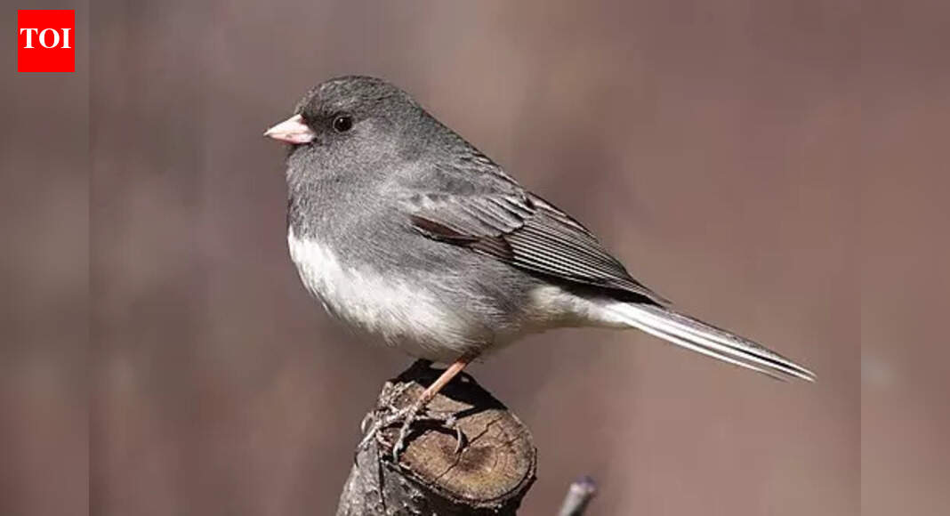 Shocking: COVID lockdowns quietly changed the shape of city birds’ beaks, study finds