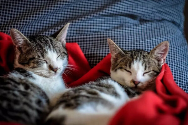 How cold is too cold for cats: Temperature guidelines, warning signs, and winter safety tips for indoor and outdoor cats |