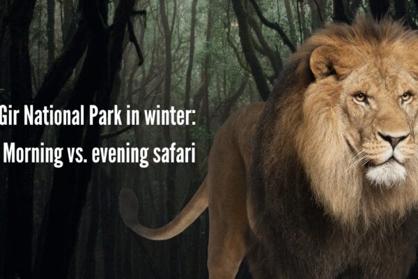 Gir National Park in winter: Morning vs. evening safari, booking details, and prices |