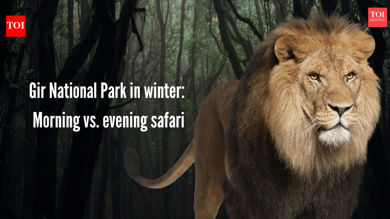 Gir National Park in winter: Morning vs. evening safari, booking details, and prices |