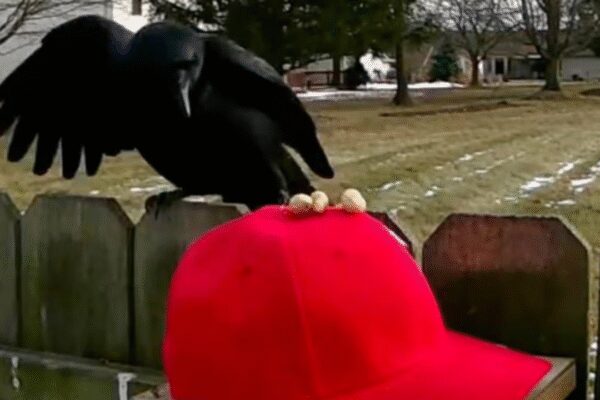 ‘I have other goals’: Man trains crows to attack MAGA hats, shares step-by-step guide