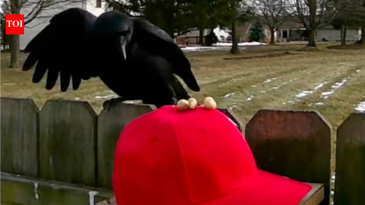 ‘I have other goals’: Man trains crows to attack MAGA hats, shares step-by-step guide
