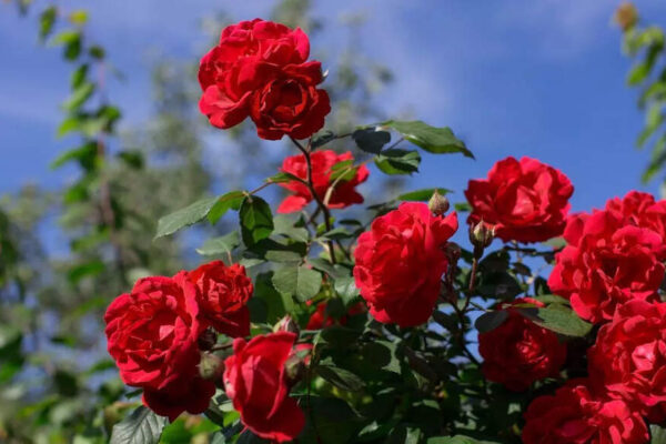 How to protect your rose plants in winter and prevent cold-weather damage |