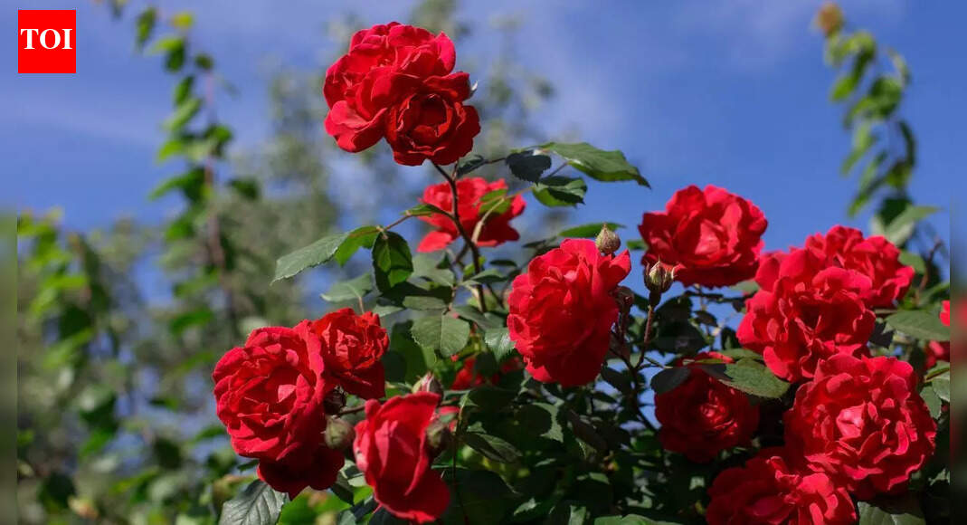 How to protect your rose plants in winter and prevent cold-weather damage |