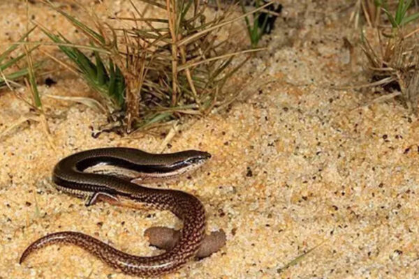 A lizard with no arms just back limbs discovered in Australia