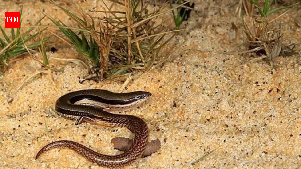 A lizard with no arms just back limbs discovered in Australia
