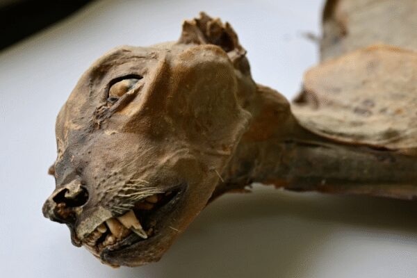 ‘Never seen before’: Cheetah mummies found in Saudi caves – a first for naturally mummified large cats