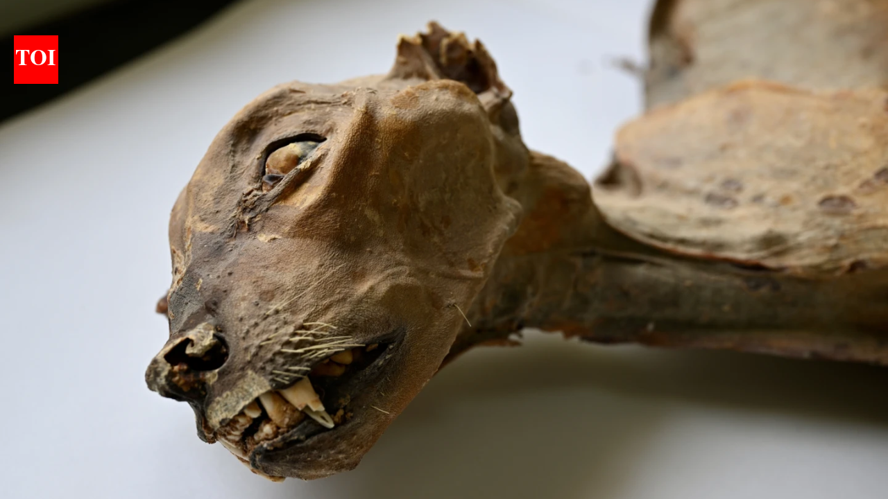 ‘Never seen before’: Cheetah mummies found in Saudi caves – a first for naturally mummified large cats