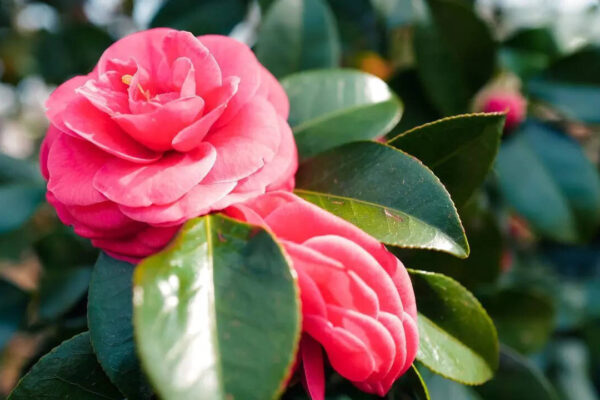 7 plants you should remove from your home right now, especially if you have kids or pets |