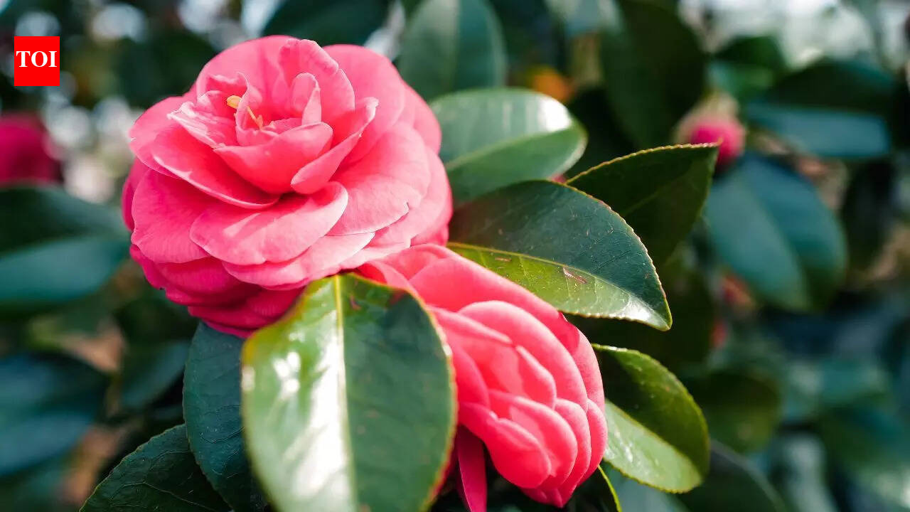 7 plants you should remove from your home right now, especially if you have kids or pets |