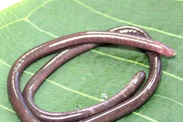 Scientists discover rare caecilian species Gegeneophis valmiki | Kolkata News