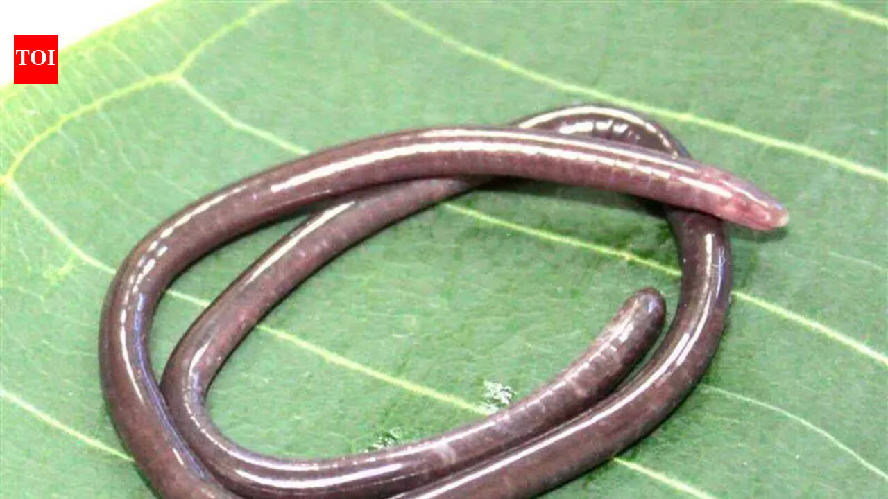 Scientists discover rare caecilian species Gegeneophis valmiki | Kolkata News
