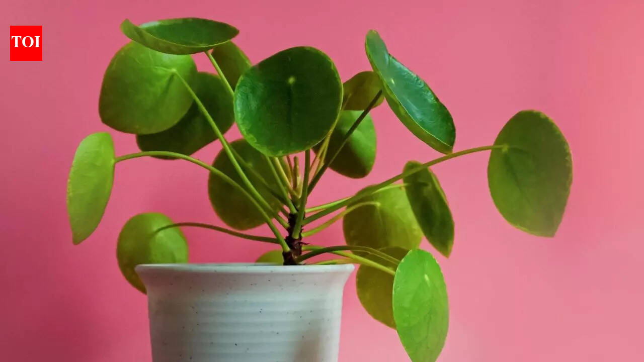 How to naturally revive yellowing money plants: Step-by-step guide using coal ash and baking soda |