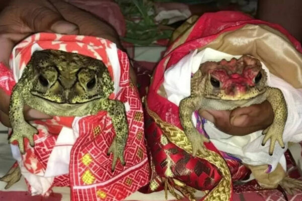 A wedding invitation to the clouds: Inside India’s frog marriages