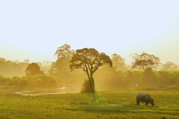 Kaziranga Elevated Corridor: How the new project aims to protect wildlife and improve connectivity |