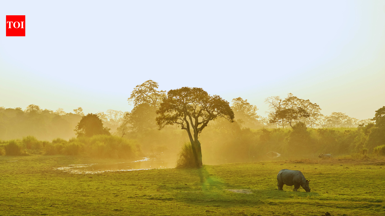 Kaziranga Elevated Corridor: How the new project aims to protect wildlife and improve connectivity |