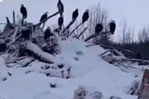 Why hundreds of bald eagles are flocking to northern British Columbia’s frozen mountains during winter | World News