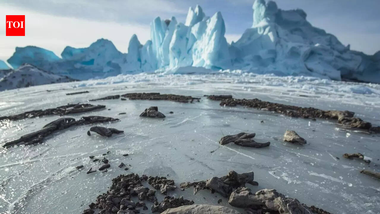 Baby dinosaur fossils found in Arctic permafrost reveal how dinosaurs survived polar winters