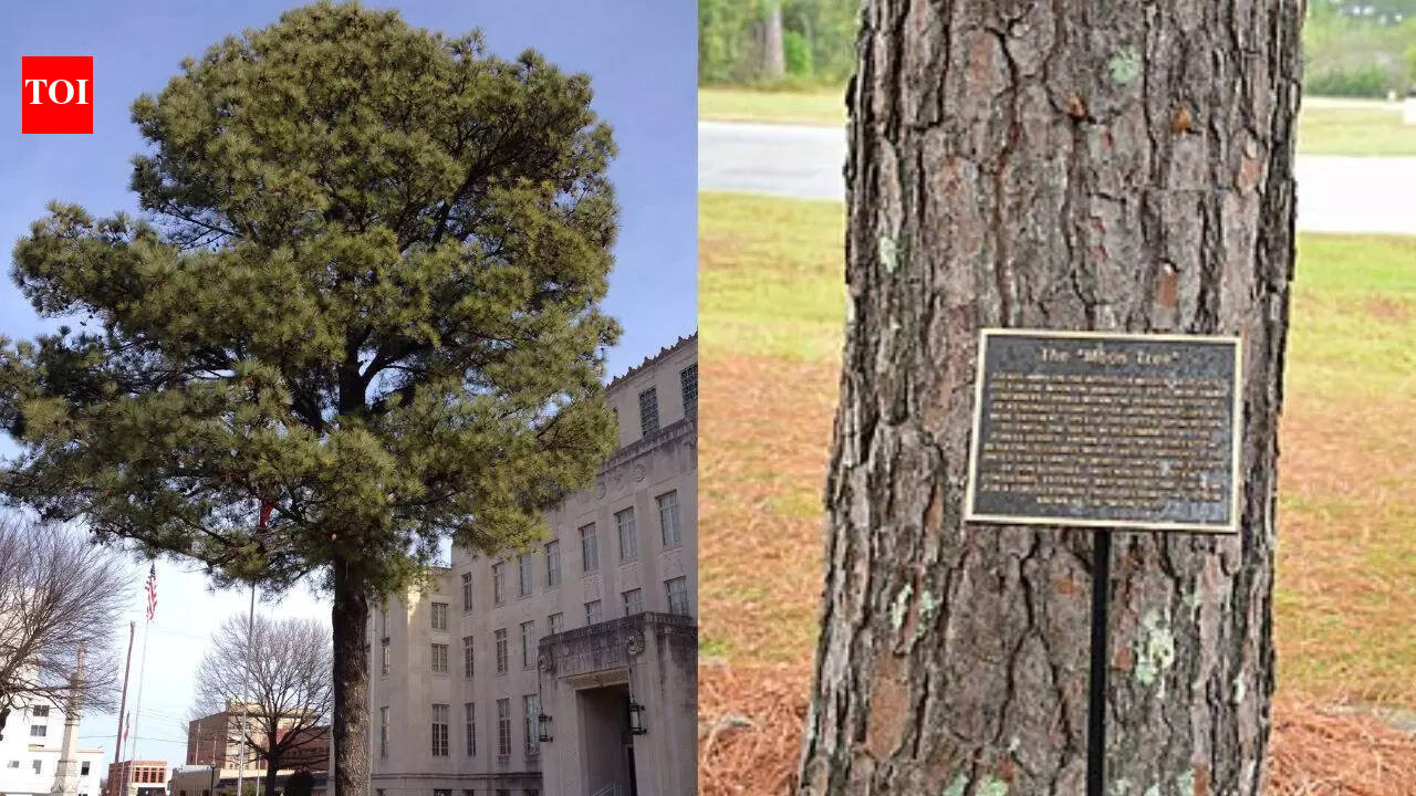 What happened to NASA’s ‘Moon Trees’ after they orbited the Moon on Apollo 14