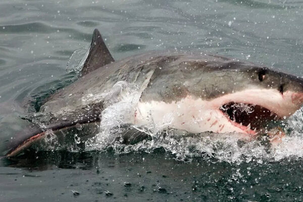 Sharks’ deadly teeth are at risk: Here’s how acidifying oceans could weaken them and affect their hunting ability