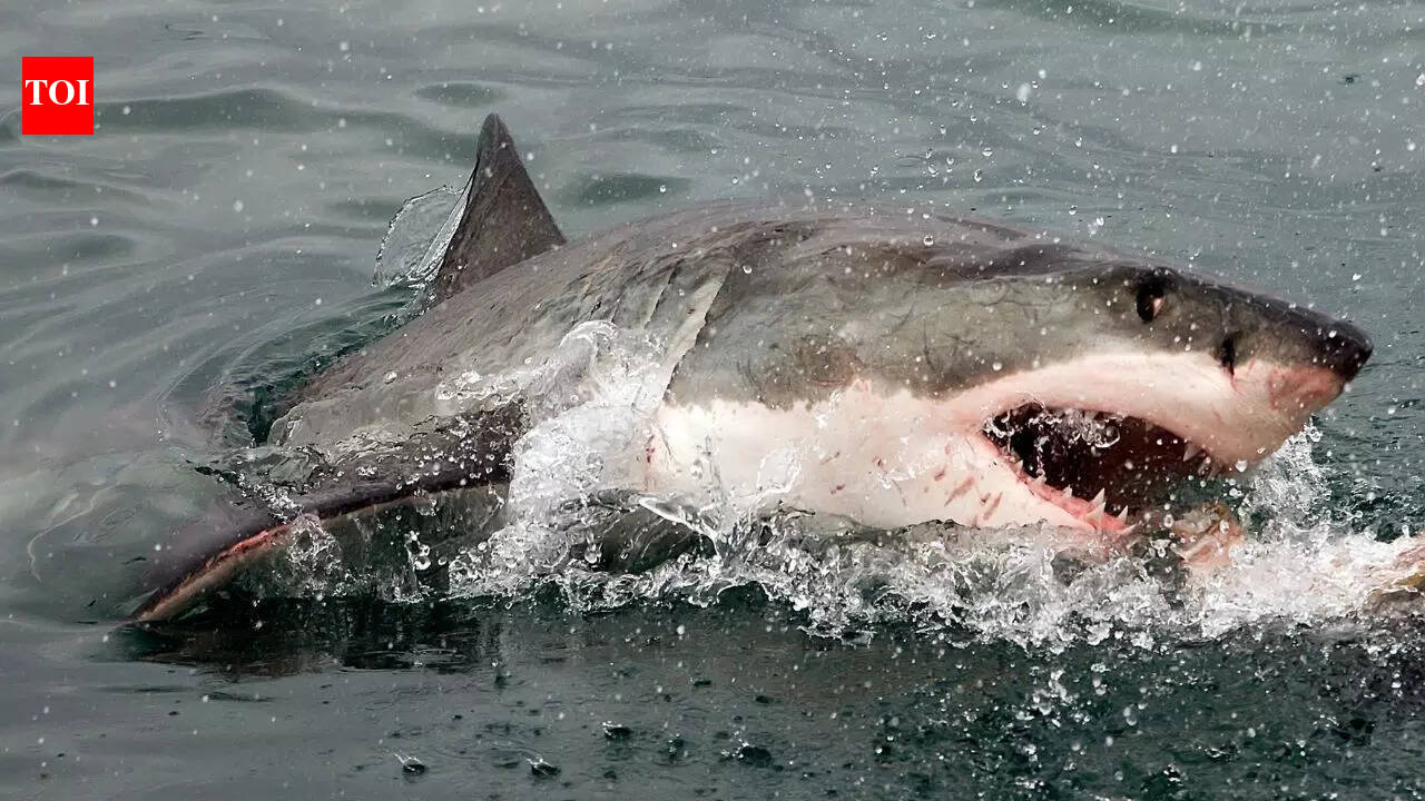 Sharks’ deadly teeth are at risk: Here’s how acidifying oceans could weaken them and affect their hunting ability