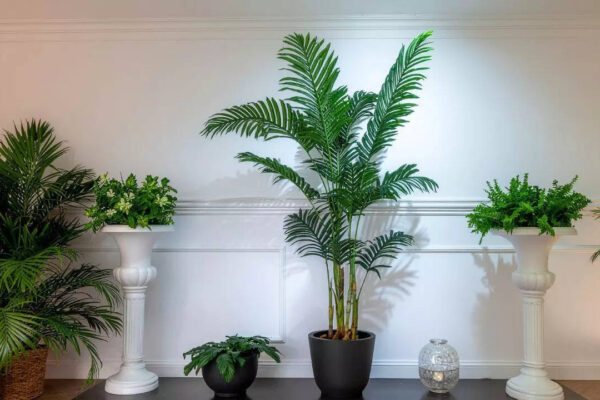 7 indoor plants to get rid of bathroom odour naturally |