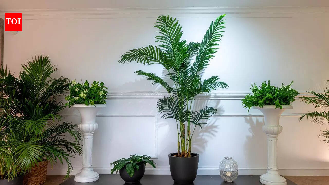 7 indoor plants to get rid of bathroom odour naturally |