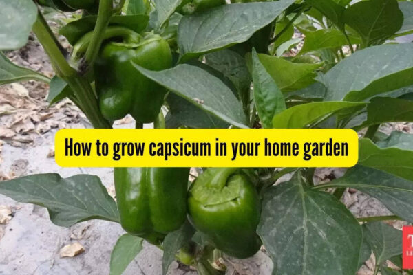 How to grow capsicum in pots on your balcony or terrace |