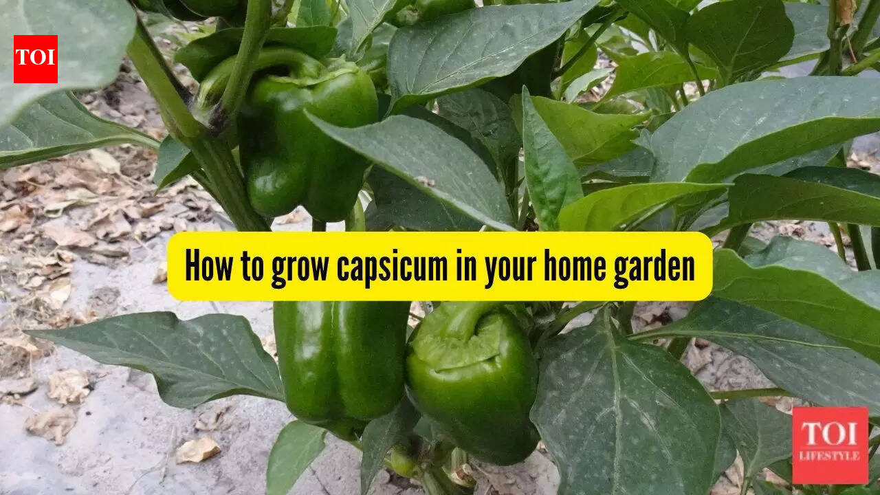 How to grow capsicum in pots on your balcony or terrace |