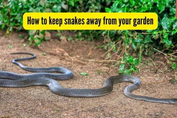 Snakes in your garden? These 6 plants can help keep them away naturally |