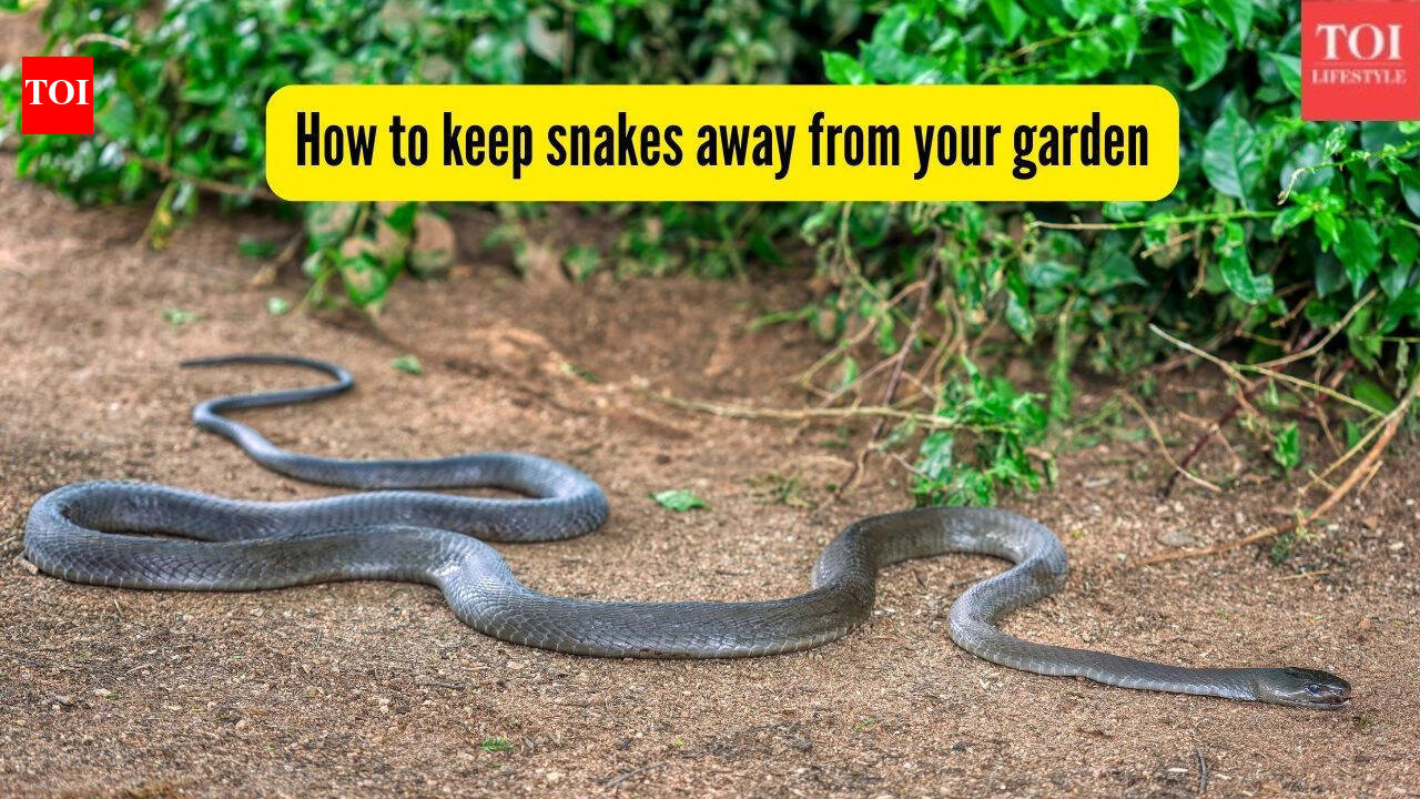 Snakes in your garden? These 6 plants can help keep them away naturally |