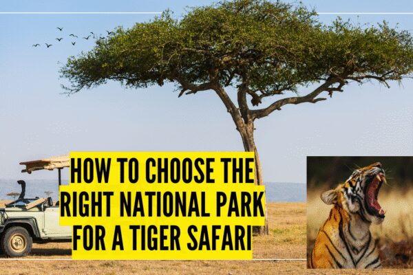 How to choose the right national park for a tiger safari |