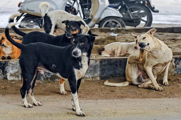 Stray dog massacre continues: 100 poisoned near Hyderabad days after 500 culled across Telangana; sarpanch, 2 others booked