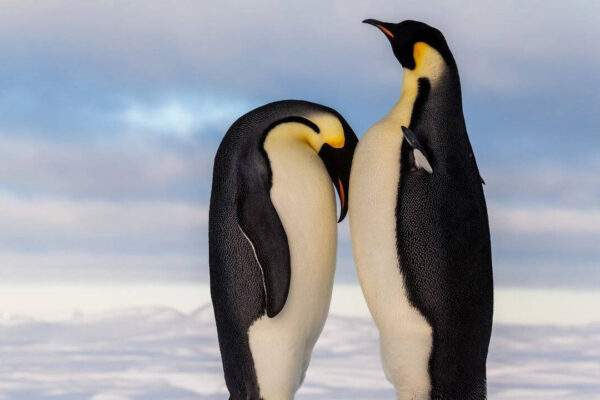 Penguins are breeding earlier than ever: What is the surprising reason behind this unexpected shift in Antarctica |