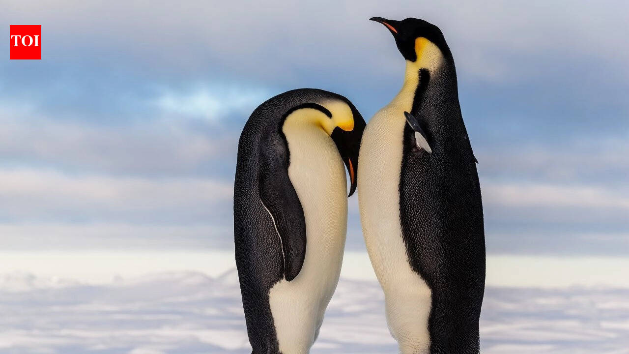 Penguins are breeding earlier than ever: What is the surprising reason behind this unexpected shift in Antarctica |