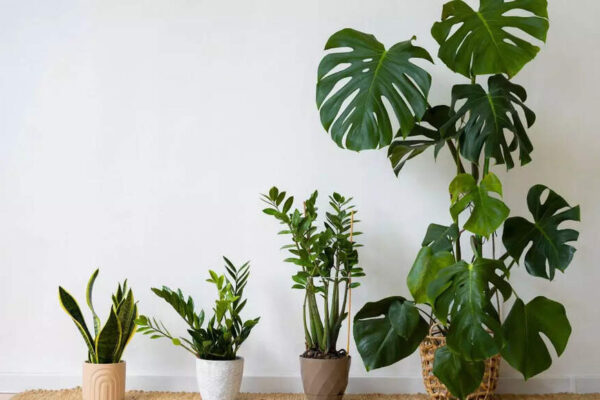 5 plants you should have at home to improve your relationships