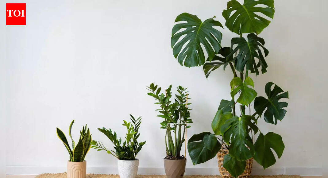 5 plants you should have at home to improve your relationships