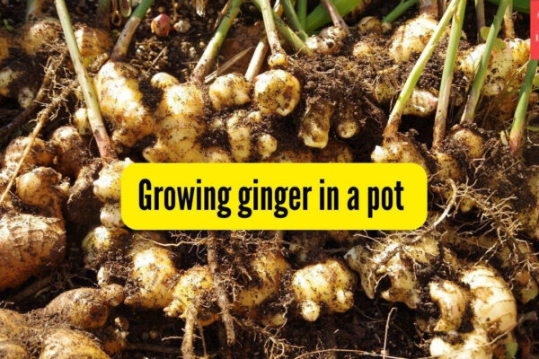 How to successfully grow ginger (adrak) in a pot on your balcony |