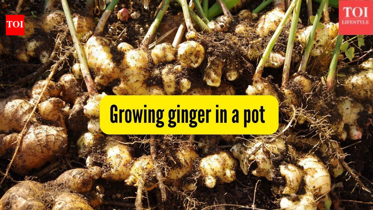 How to successfully grow ginger (adrak) in a pot on your balcony |