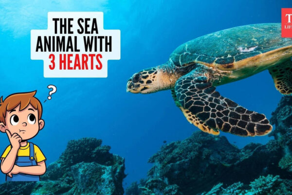 Curiosity Corner: Which sea creature has three hearts? |