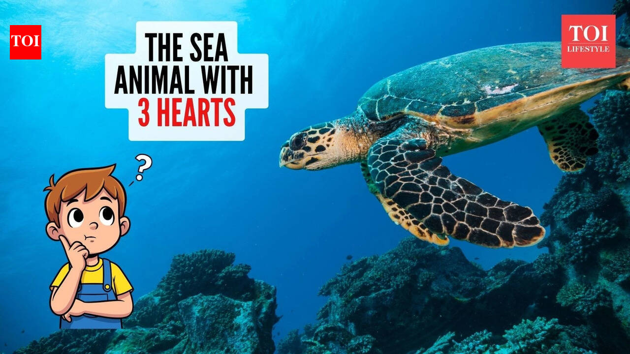 Curiosity Corner: Which sea creature has three hearts? |