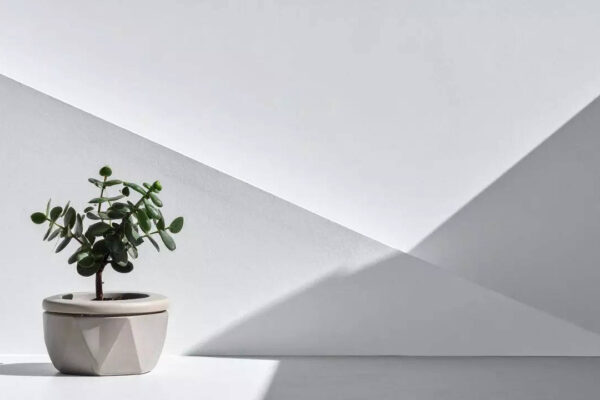 Çan keeping jade plant in the right direction will bring wealth
